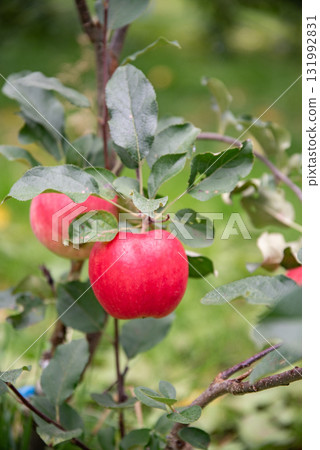 明亮的紅蘋果 131992831