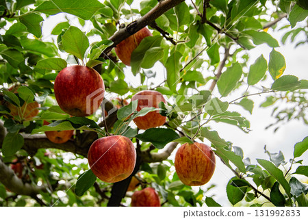 蘋果就變成了一棵樹 蘋果就變成了一棵樹 131992833