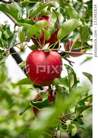 變紅的蘋果 變紅的蘋果 131992834