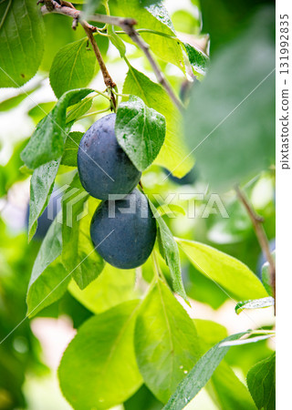 樹上的李子 樹上的李子 131992835