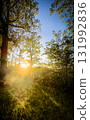Experience the breathtaking beauty of a serene forest at sunrise, where vibrant greenery flourishes 131992836