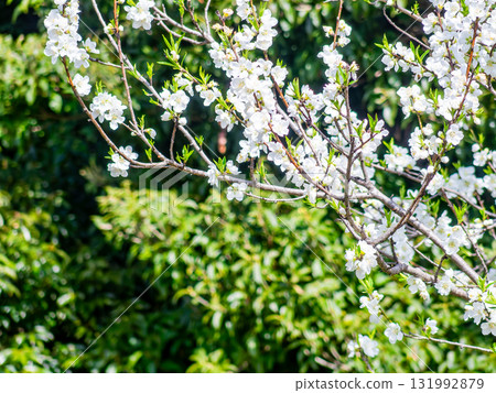 Kanzaki Oshima cherry blossoms in full bloom, shining in the spring sunshine 131992879