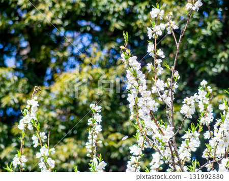 Kanzaki Oshima cherry blossoms in full bloom, shining in the spring sunshine 131992880