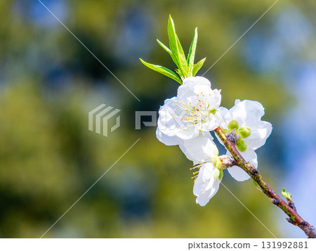 Kanzaki Oshima cherry blossoms in full bloom, shining in the spring sunshine 131992881