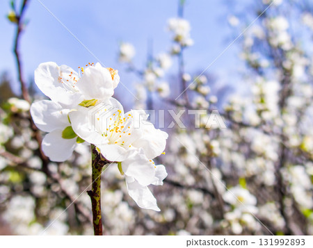 Kanzaki Oshima cherry blossoms in full bloom, shining in the spring sunshine 131992893