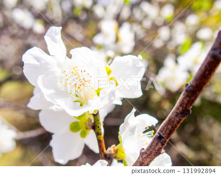 Kanzaki Oshima cherry blossoms in full bloom, shining in the spring sunshine Kanzaki Oshima cherry blossoms in full bloom, shining in the spring sunshine 131992894