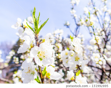 Kanzaki Oshima cherry blossoms in full bloom, shining in the spring sunshine Kanzaki Oshima cherry blossoms in full bloom, shining in the spring sunshine 131992895