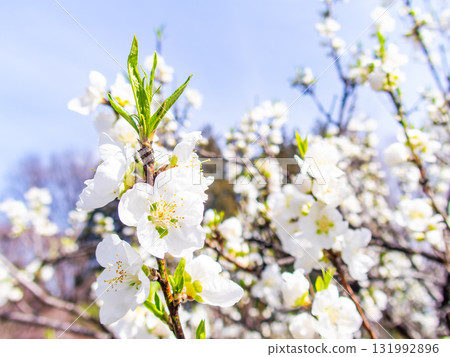 Kanzaki Oshima cherry blossoms in full bloom, shining in the spring sunshine 131992896