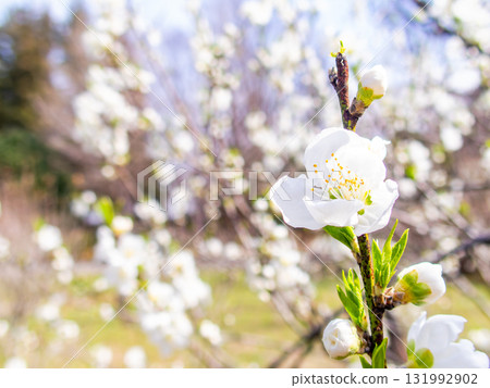 神崎大島櫻花盛開，在春日陽光下閃閃發光 131992902