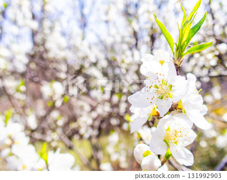 Kanzaki Oshima cherry blossoms in full bloom, shining in the spring sunshine Kanzaki Oshima cherry blossoms in full bloom, shining in the spring sunshine 131992903