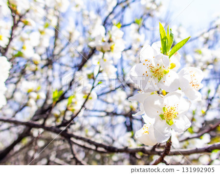 神崎大島櫻花盛開，在春日陽光下閃閃發光 131992905