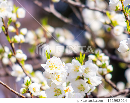 Kanzaki Oshima cherry blossoms in full bloom, shining in the spring sunshine 131992914
