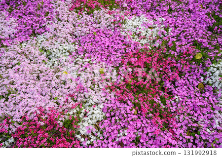 Colorfully blooming moss phlox Colorfully blooming moss phlox 131992918