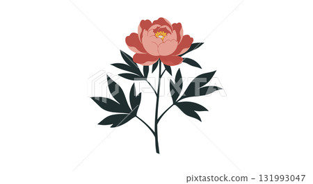 Pink Peony Flower with Dark Green Leaves Vector Illustration Natural Botanical Design 131993047