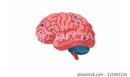 Human brain anatomy digital vector illustration with pink and blue color scheme for education Human brain anatomy digital vector illustration with pink and blue color scheme for education 131993136