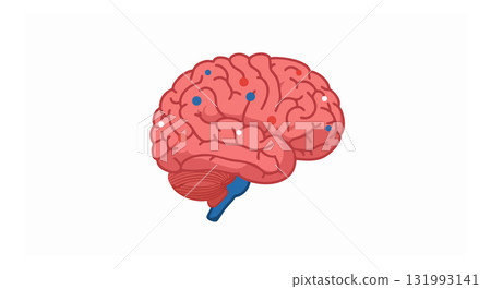 Human Brain Anatomy with Highlighted Neural Connections in Red and Blue Vector Illustration Human Brain Anatomy with Highlighted Neural Connections in Red and Blue Vector Illustration 131993141