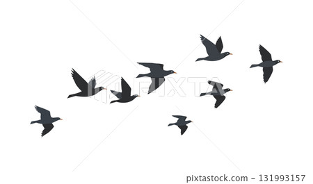 Flying birds silhouette in formation vector illustration in black color simple design Flying birds silhouette in formation vector illustration in black color simple design 131993157