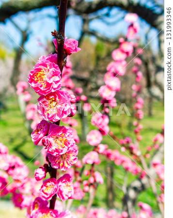 The pure and pretty pale pink plum blossoms in full bloom herald the New Year. 131993346