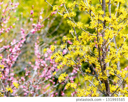 Pretty yellow flowers of Sansuyu in full bloom announcing the arrival of spring Pretty yellow flowers of Sansuyu in full bloom announcing the arrival of spring 131993585