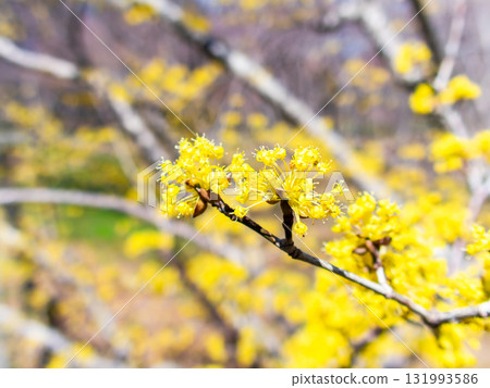 Pretty yellow flowers of Sansuyu in full bloom announcing the arrival of spring 131993586