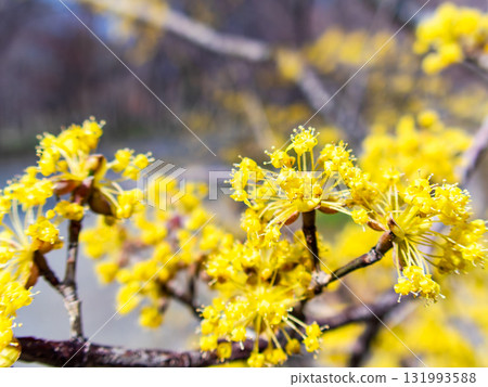 盛開的三絲玉黃色俏麗的花朵宣告著春天的到來 131993588