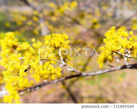 Pretty yellow flowers of Sansuyu in full bloom announcing the arrival of spring Pretty yellow flowers of Sansuyu in full bloom announcing the arrival of spring 131993589