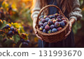 A woman farmer carefully harvests ripe figs into a woven basket during the peak season, symbolizing organic farming and fresh produce. AI Generated 131993670