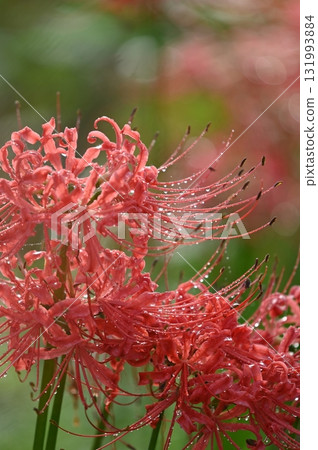 red spider lily 131993884