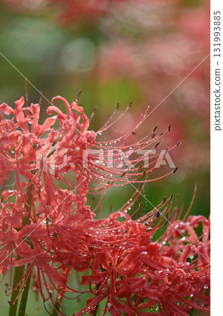 red spider lily red spider lily 131993885