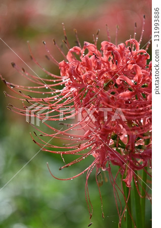 red spider lily red spider lily 131993886