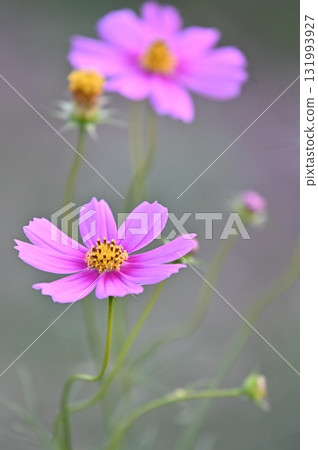 Autumn flower cosmos pink cosmos is blooming Autumn flower cosmos pink cosmos is blooming 131993927