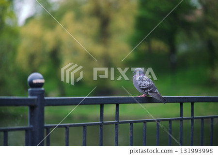Bird sitting on an iron parapet in a city park Bird sitting on an iron parapet in a city park 131993998