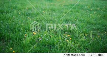 Green grass of the lawn as background 131994000