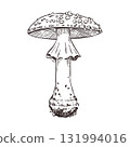 Fly agaric is a poisonous mushroom with a spotted cap and skirt, hand-drawn in ink and translated into a vector. Vector illustration for printing on postcards, tableware, textiles and paper. 131994016