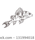 A bass fish with a fin and stripes on its back, hand-drawn in ink and converted to vector. Vector graphics for food products, fishing stores, books, and brochures. 131994018