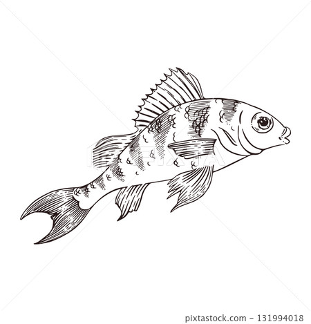A bass fish with a fin and stripes on its back, hand-drawn in ink and converted to vector. Vector graphics for food products, fishing stores, books, and brochures. 131994018