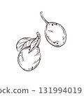 Plums with leaves, drawn in ink and translated into a vector. Vector graphics are great for printing on fabric, paper, textiles, food packaging. 131994019