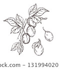 Plums on a branch, vector illustration of plums on a branch with leaves. All hand-drawn in ink. The illustration is suitable for printing on product packaging, food products, and textiles. 131994020