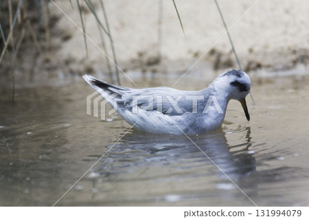 View of Red Phalarope, Phalaropus fulicarius, relaxed on water View of Red Phalarope, Phalaropus fulicarius, relaxed on water 131994079