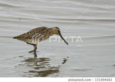 Short-billed Dowitcher, Limnodromus griseus, close up Short-billed Dowitcher, Limnodromus griseus, close up 131994081