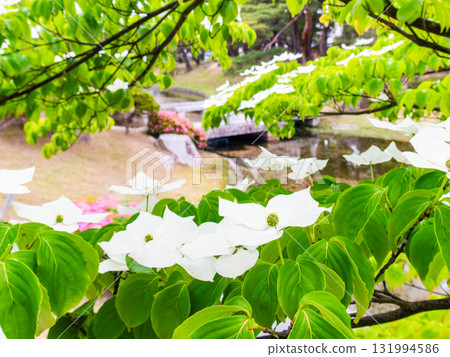 麓山公園的粕屋花夏日風景 131994586
