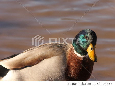 Duck Swimming in Lake Tyler at Marina near Whitehouse Texas 131994832