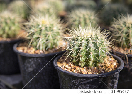 cacti thriving in a cultivation garden, perfect for a striking botanical wallpaper cacti thriving in a cultivation garden, perfect for a striking botanical wallpaper 131995087