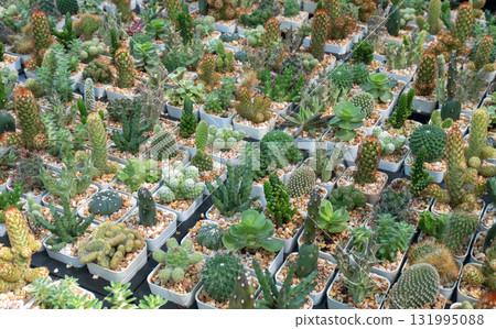 diverse cacti thriving in a cultivation garden, perfect for a striking botanical wallpaper diverse cacti thriving in a cultivation garden, perfect for a striking botanical wallpaper 131995088