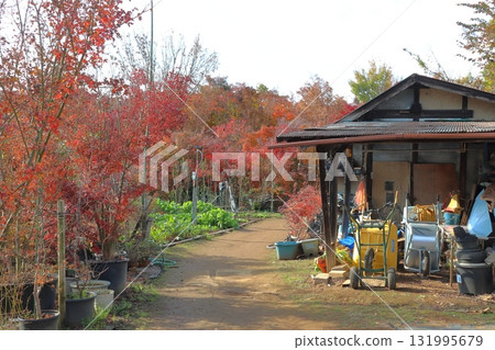 Autumn at Kobayashi Maple Garden (Kawaguchi City, Saitama Prefecture) 131995679