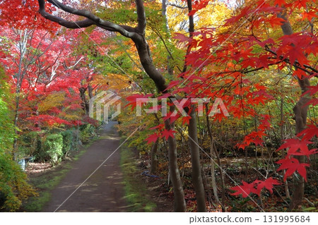 小林楓葉園的秋天(埼玉縣川口市) 小林楓葉園的秋天(埼玉縣川口市) 131995684