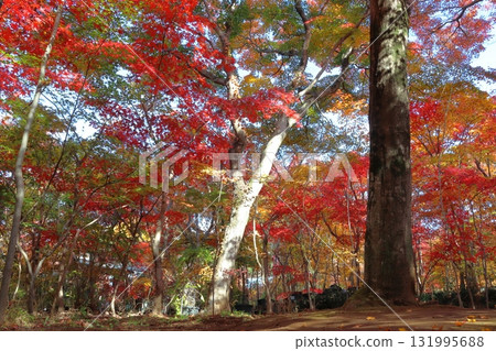 小林楓葉園的秋天(埼玉縣川口市) 小林楓葉園的秋天(埼玉縣川口市) 131995688