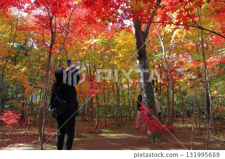 Autumn at Kobayashi Maple Garden (Kawaguchi City, Saitama Prefecture) 131995689