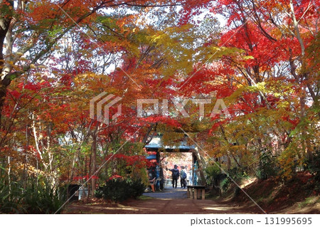 小林楓葉園的秋天(埼玉縣川口市) 小林楓葉園的秋天(埼玉縣川口市) 131995695