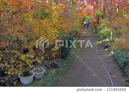 小林楓葉園的秋天(埼玉縣川口市) 小林楓葉園的秋天(埼玉縣川口市) 131995698